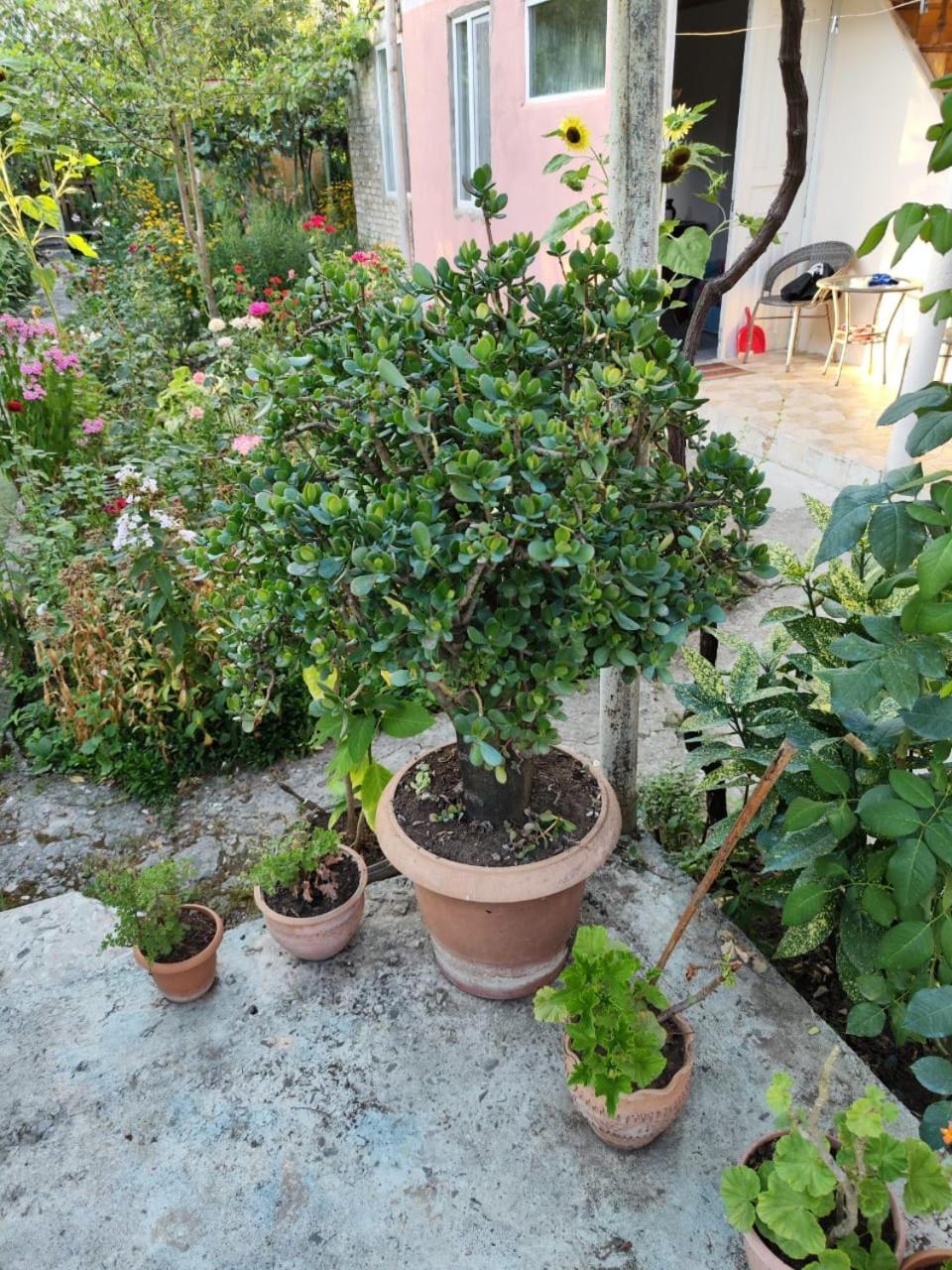 Chveni Ezo Hotel Ambrolauri Bagian luar foto